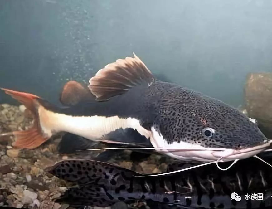 鱼多久不进食 c4a8402d293a491788ed39eecd0174c1.jpeg