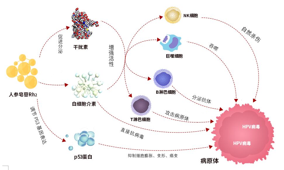HPV是什么病毒怎么查 cbd575aaa2b64ab6ba99b9002de87d58.jpeg