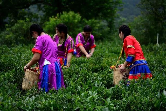 头条|种在茶园上的特色小镇——梧州六堡镇