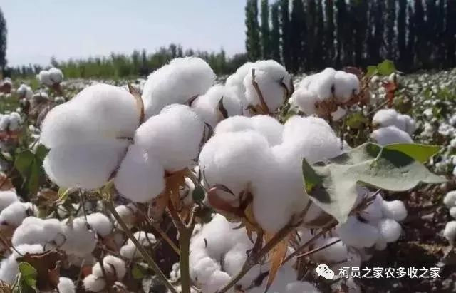 噻苯隆棉花脱叶剂；噻苯隆现货大量供应，噻苯隆在作物苗期使用？