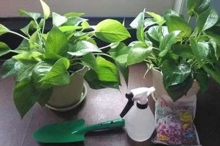 绿萝浇什么才能更旺盛 d2ba7628a01e489bb01e0586f819da1a.jpeg