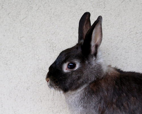 兔子怎么催吐毛球,兔子吃什么催吐毛球