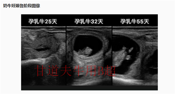 牛驴用b超机使用方法教程