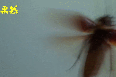 e2e64b21f9994113a720e6bb95f1615b.gif