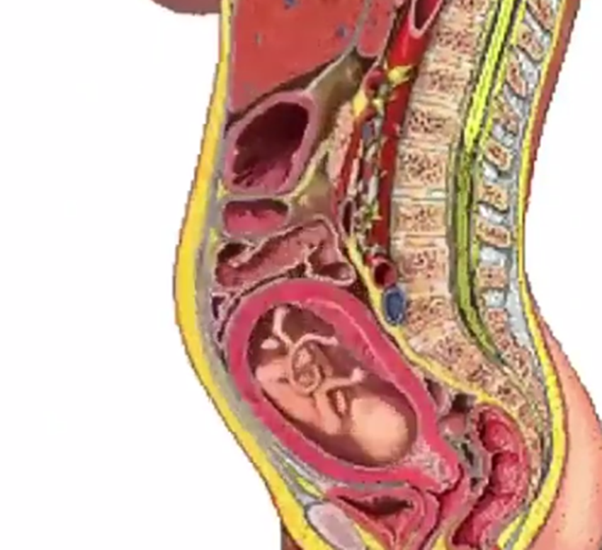 怀孕对孕妈影响,内脏受压,生理曲度改变的过程,五张图