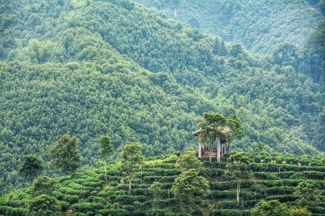 头条|种在茶园上的特色小镇——梧州六堡镇