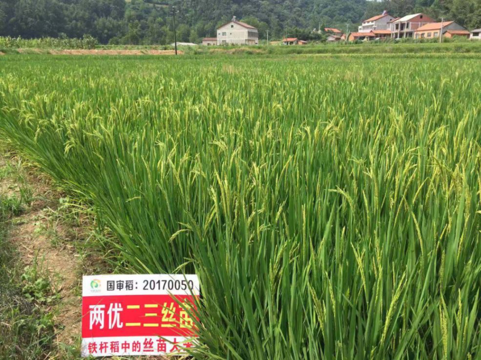 爱种优选安徽华韵生物水稻种子两优二三丝苗