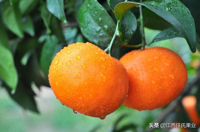 陈皮用什么品种橘子 016bb2fbc2fa40d581335d9ad3c31b98.jpeg