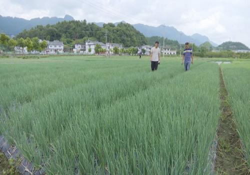 湄潭黄家坝gdp_湄潭黄家坝 搜狗百科