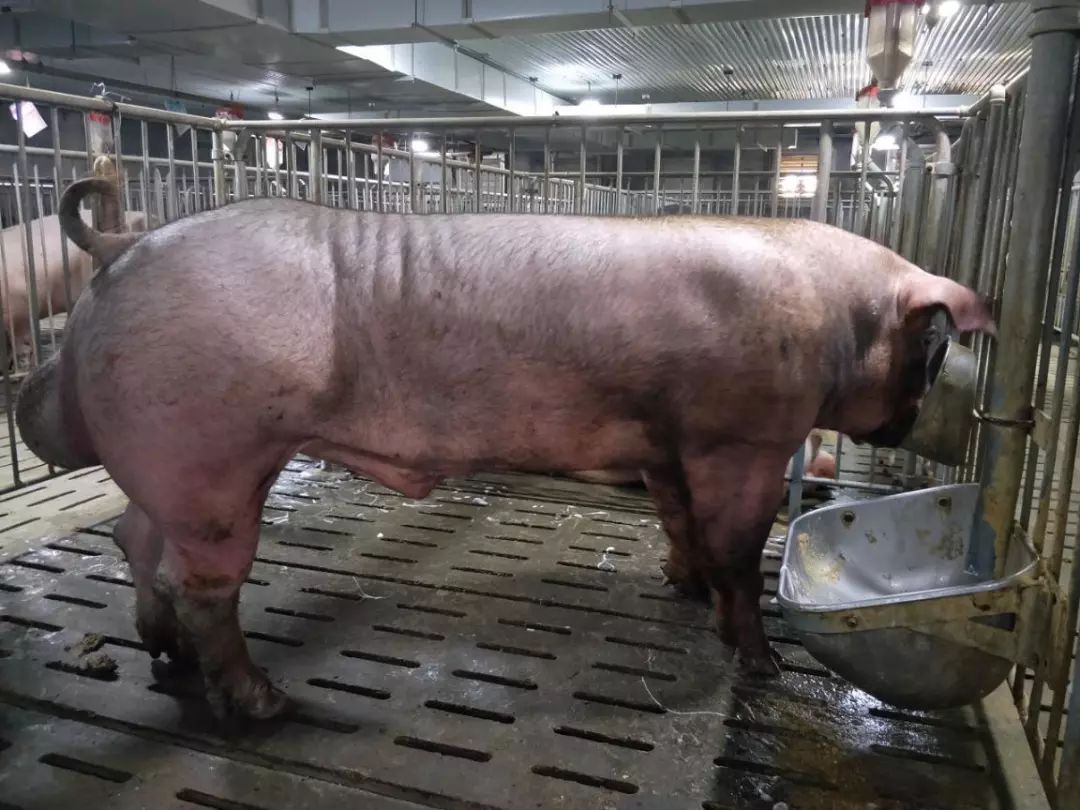 2016至2018年期间,公司销售杜洛克种公猪1万多头,提供优质杜洛克精液