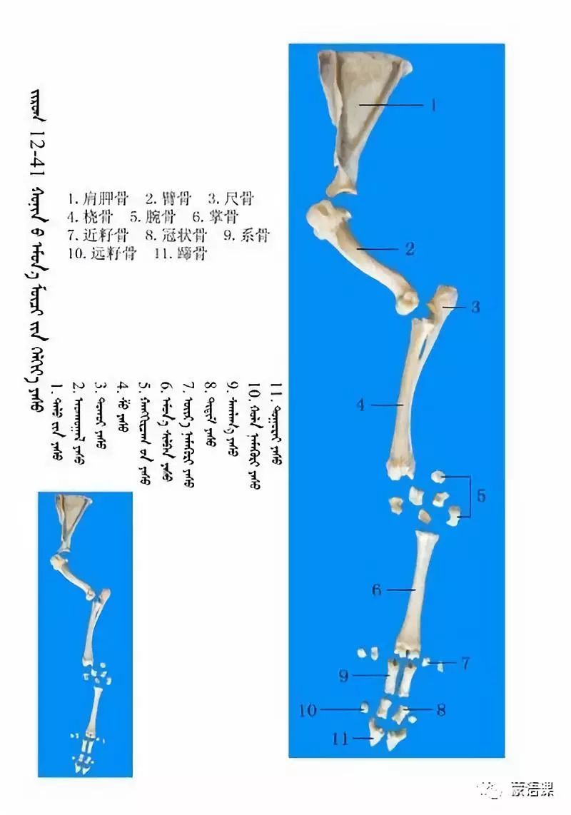 绵羊骨骼名称图解蒙古文