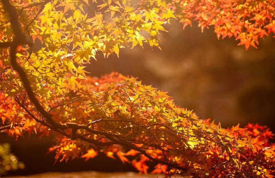 猜成语秋和树叶是什么成语_疯狂猜成语秋和树叶(3)