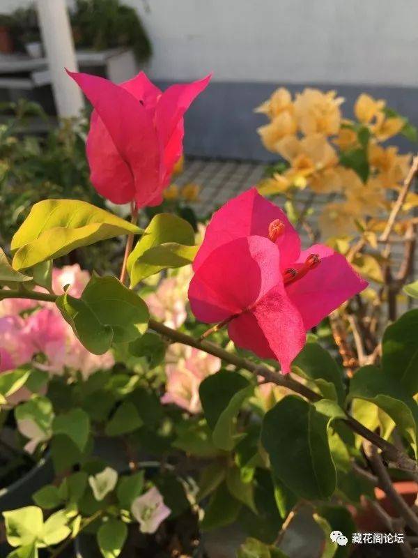 [经验交流] 10个品种三角梅勤花顺序是?请看花友投票结果