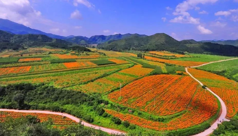 这是延庆最不同凡响的风景:一个漫山遍野开满鲜花的地方!