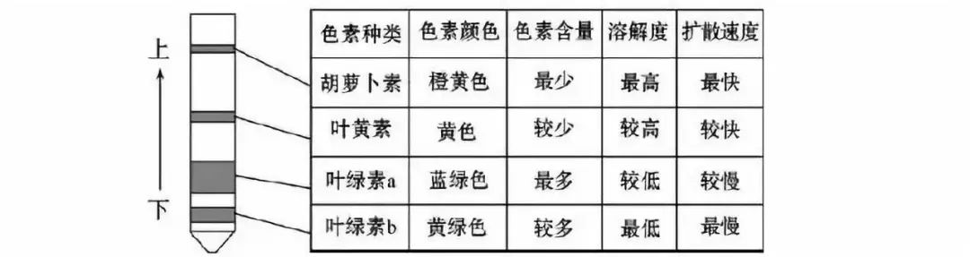 高一生物必修一知識點總結(jié)