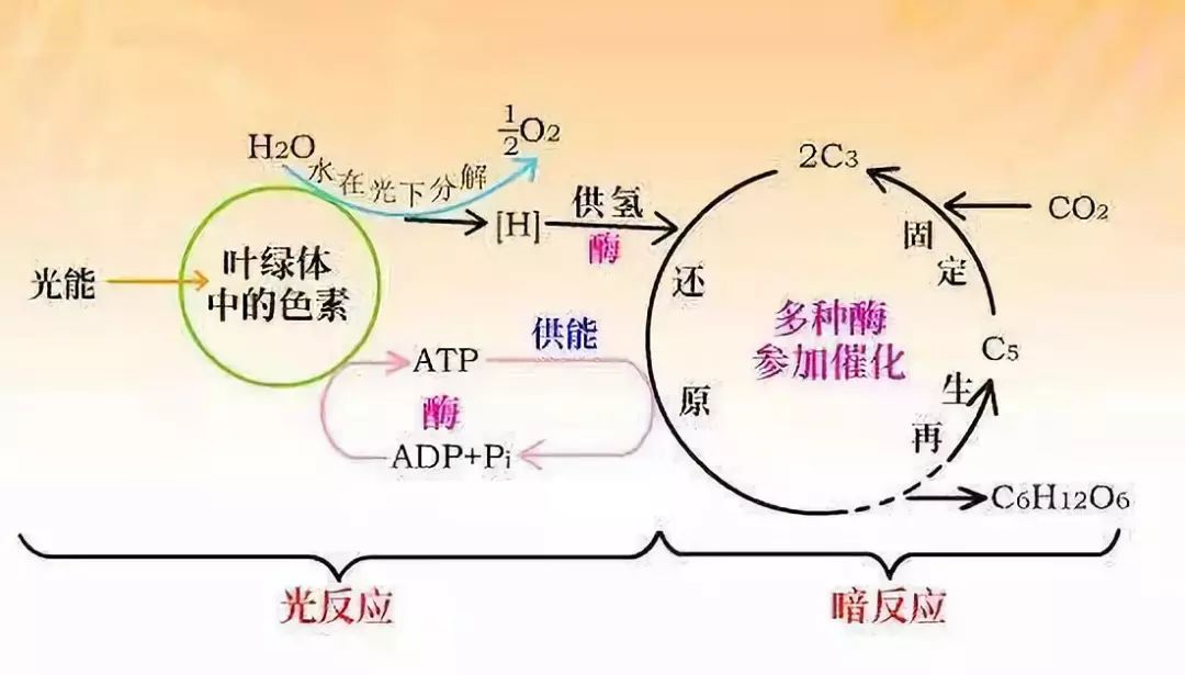 高一生物必修一知识点总结