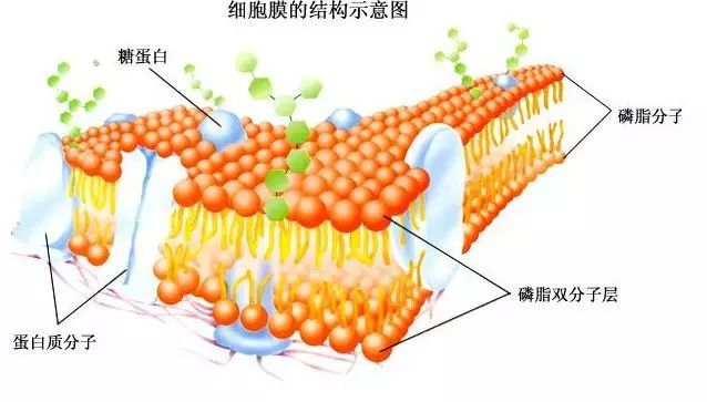 高一生物必修一知識點總結(jié)