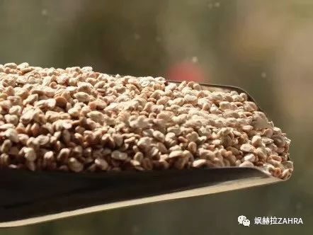 仙人掌种籽油