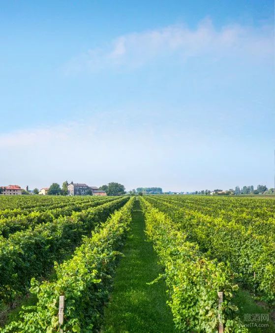 2018财年意大利葡萄酒企业营收排行榜:第26-第