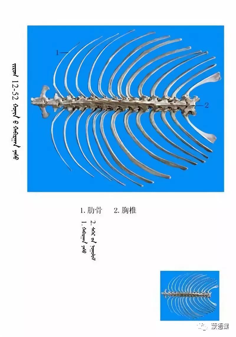 绵羊骨骼名称图解蒙古文