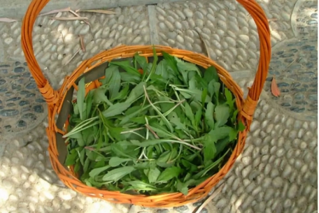 多种野菜,多种吃法(一)_功效