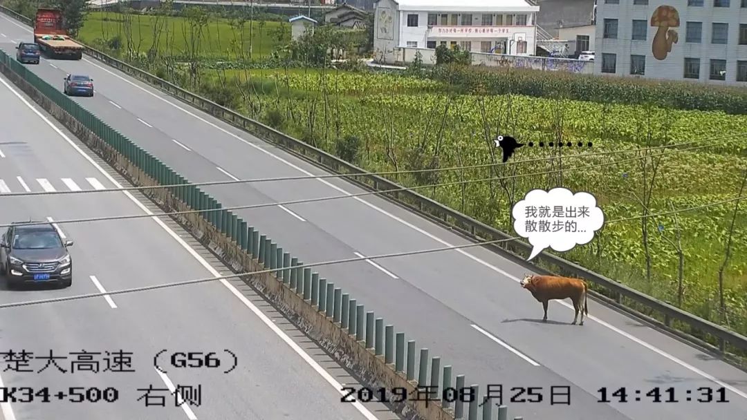 楚雄楚大大队民警接到高速公路施工人员报警称 有一头牛在车道内行走