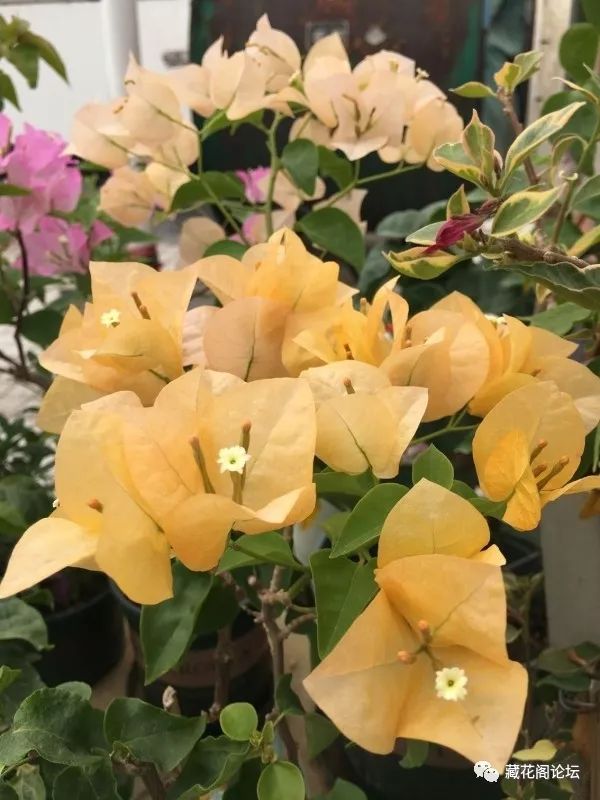 [经验交流] 10个品种三角梅勤花顺序是?请看花友投票结果