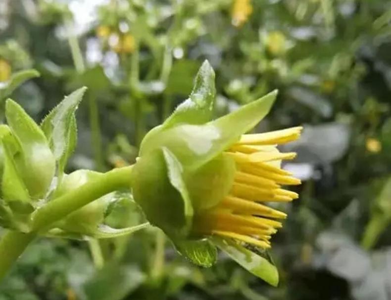 药食同源的大叶蛋白菊种植难度1颗星