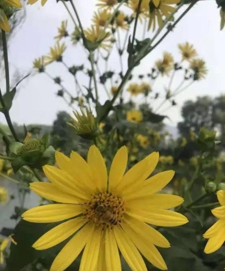 药食同源的大叶蛋白菊种植难度1颗星