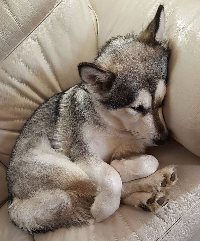 盘点狗狗们搞怪的睡姿它们沉睡的样子可爱得像个孩子