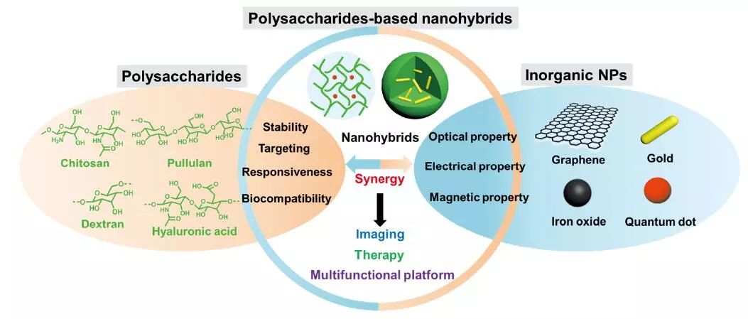 【观点】多糖基复合纳米材料: 有希望的候选生物医用材料
