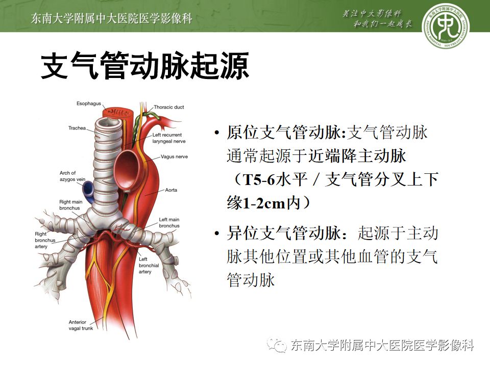 支气管动脉解剖及异常影像表现