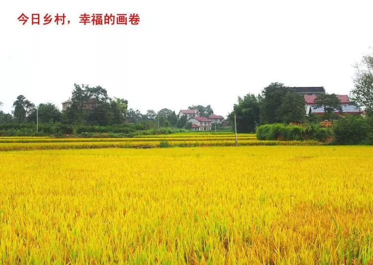 沅陵秋日白羊坪稻香令人醉