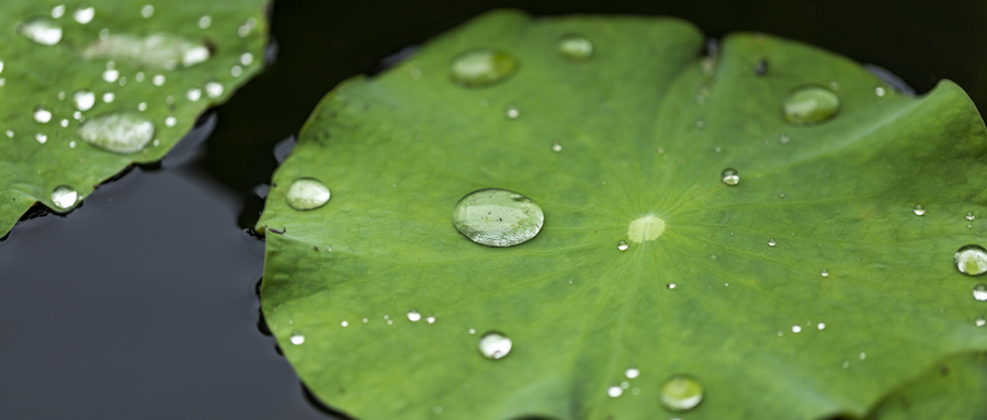 青蛙的功效与作用禁忌和副作用 64da8f60464844d793f28d9f9d9b4a02.jpeg