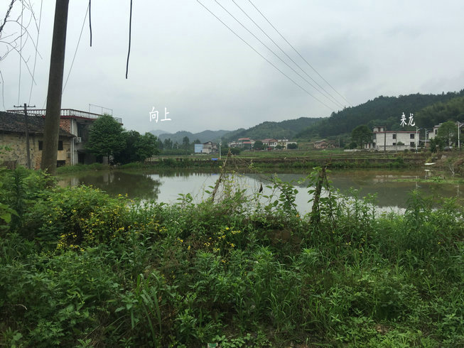 廉江何氏人口_廉江樱花公园(2)