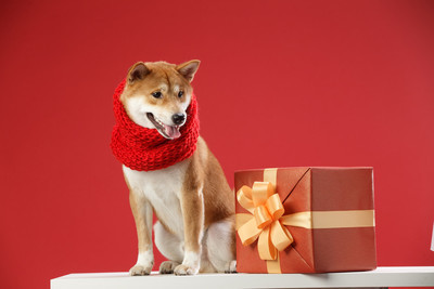 柴犬智商排名_柴犬智商排名第几(2)