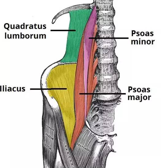 3合称作iliosoas,髂腰肌 负责动作: 髋屈曲=>抬腿(走,跑时重要的肌肉)