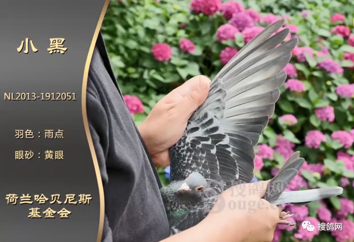 搜鸽鉴赏 | 搜鸽铭鸽库哈贝尼斯"黑豹"