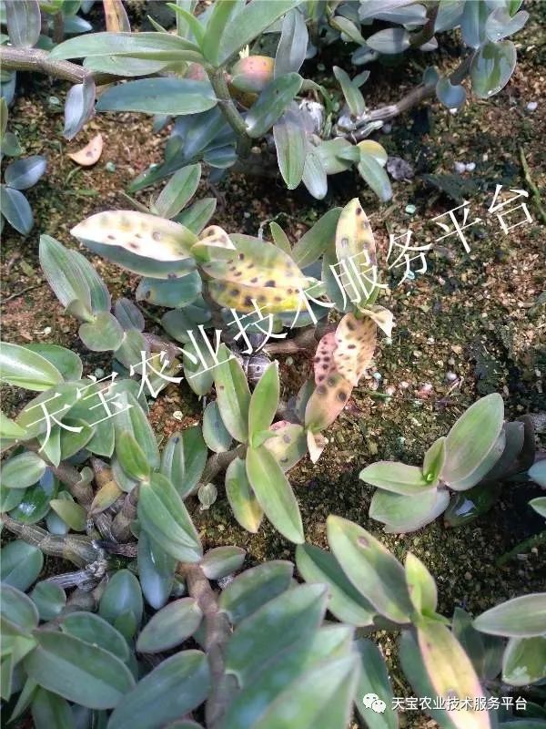 铁皮石斛炭疽病图解!