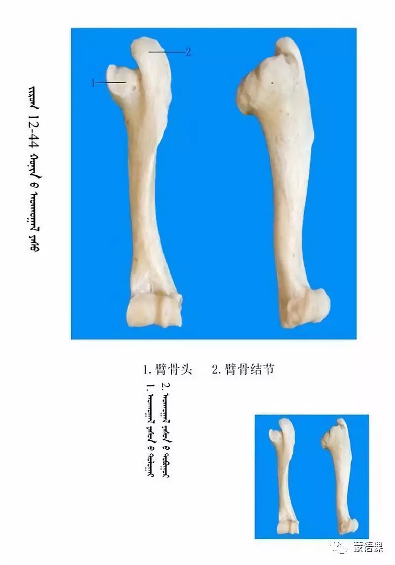 绵羊骨骼名称图解蒙古文