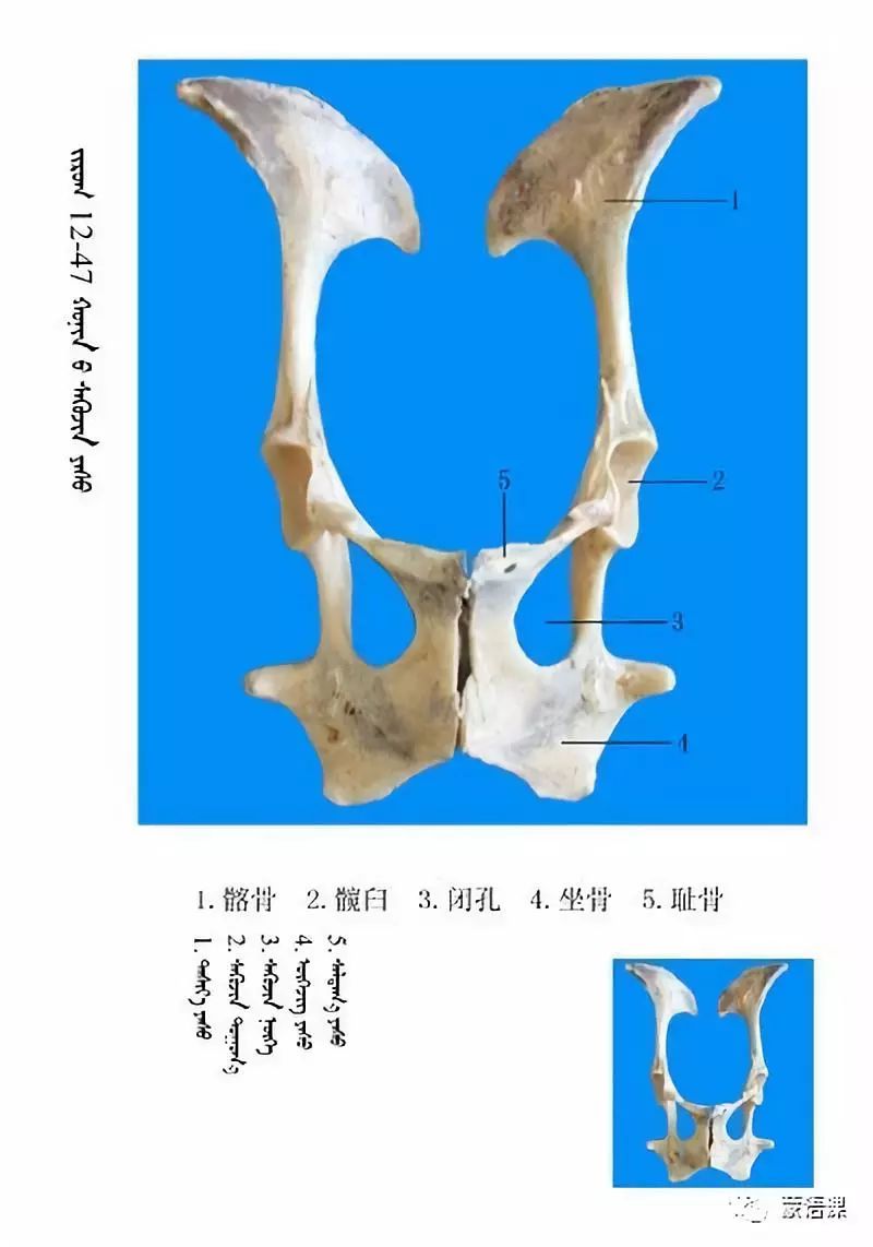 绵羊骨骼名称图解(蒙古文)