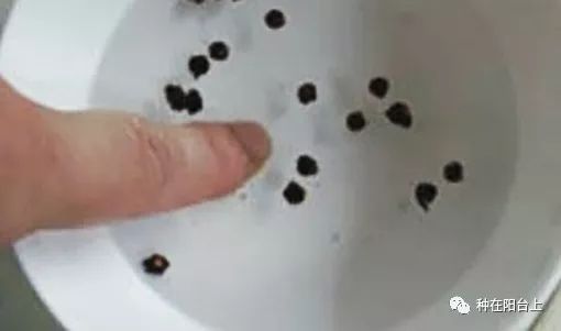 怎么种菜籽步骤 84d782fa046c45e782e3dada90174dca.jpeg