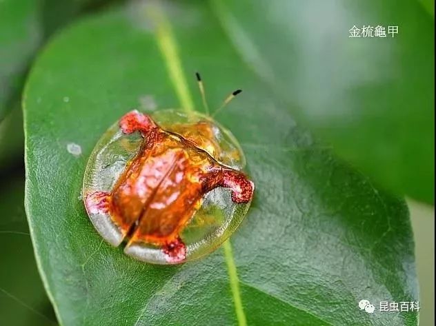 这只会飞的"乌龟",竟是许多新兴人童年时的宝贝!