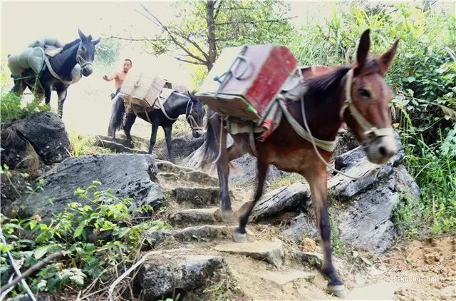 彭水"硬化便民路,再难也要上"