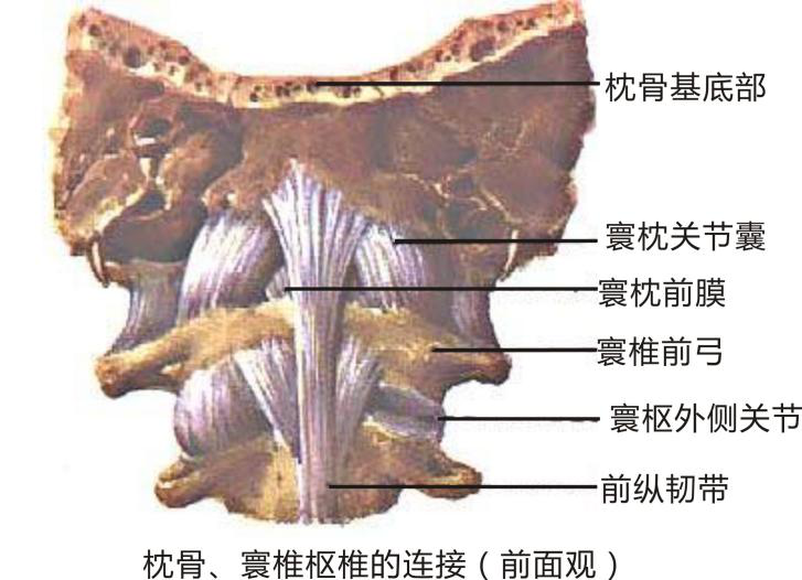 寰枕后膜:位于寰椎后弓与枕骨大孔后缘之间,位于枕下三角深面,其外侧