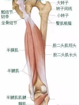 大腿后面不可忽视的肌肉:腘绳肌_肌腱