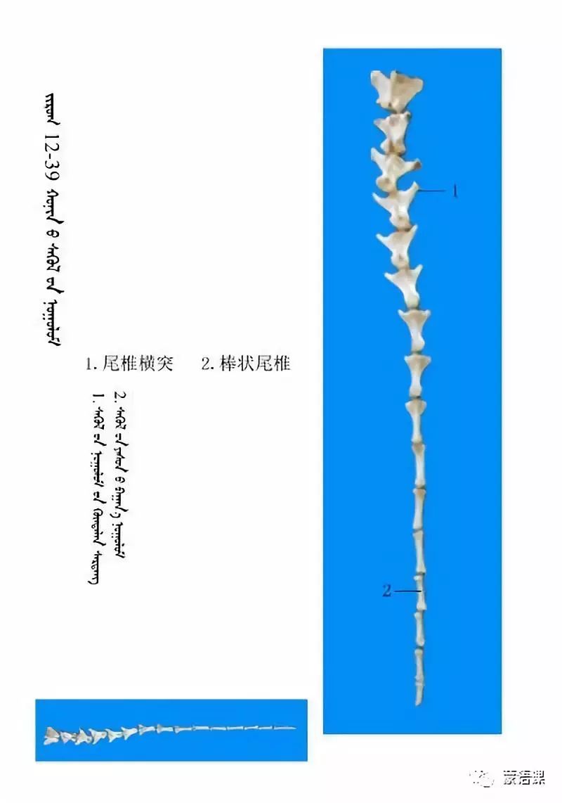 绵羊骨骼名称图解(蒙古文)