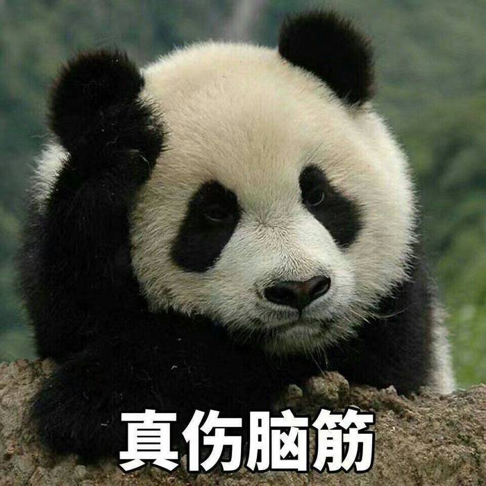 怎么当大熊猫的铲屎官 9d5b4832eaf04a229ea308f30aafc1a0.jpeg
