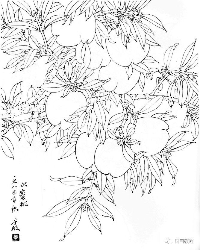 国画教程值得好好观摩的30幅蔬菜水果白描稿请收藏