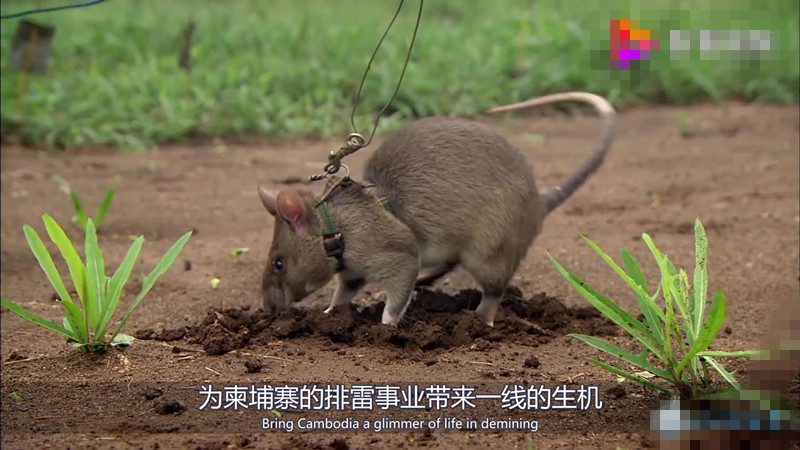 过街老鼠人人喊打,老鼠:我也为人类做出了巨大的贡献_排雷